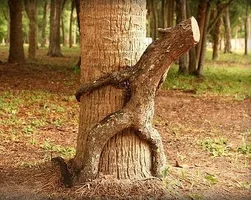 tree-sex.webp