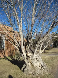 NM stump sprout 1.webp