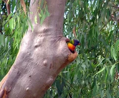 40075-rainbowlorikeethabitat-1.webp