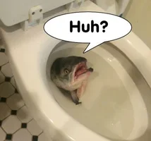 fishy-toilet.webp