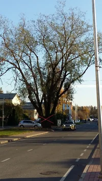 Jakobsoni tn (2).webp