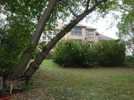 1 leaning silver maple.webp