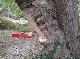 2 light face cut.webp