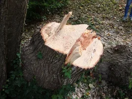 4 cut the trigger.webp