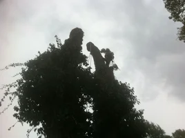 Twin Maple Dismantle.webp