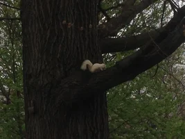 Albino Squirrel.webp