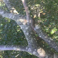 Natural Graft 2.webp