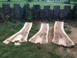 Horsechestnut Slabs.webp