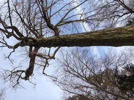 Cucumber Magnolia.webp