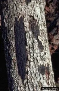 Sexual-Stage-1-196x300.webp Sexual-Stage-1-196x300.webp