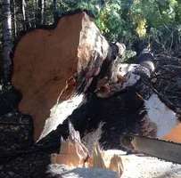 IMG_2735.webp IMG_2735.webp