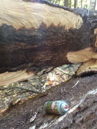 IMG_2742.webp IMG_2742.webp