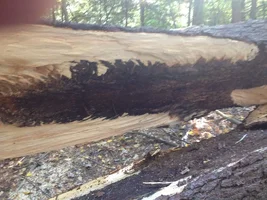 IMG_2743.webp IMG_2743.webp