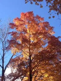 IMG_2800.webp IMG_2800.webp