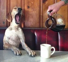 coffee-dog.webp