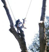 Westdale Maple 004.webp