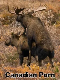 CanadianPorn.webp