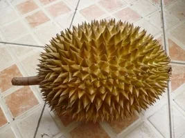 durian-1.webp
