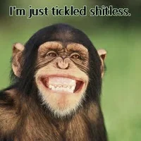 tickled-shitless-chimp.webp
