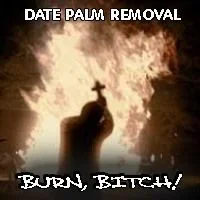 date-palm-removal.webp