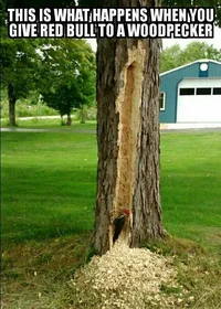 Power driven pileated woodpecker.webp