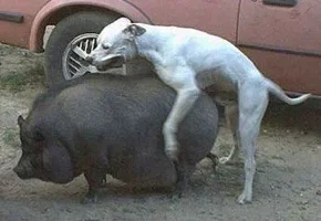 dog-pig.webp