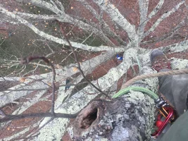 IMG_1184.webp IMG_1184.webp