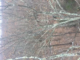 IMG_1185.webp IMG_1185.webp