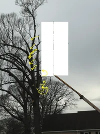 tree23.webp tree23.webp