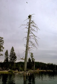 Jim Anderson Crane Prairie 1970s Snag.webp