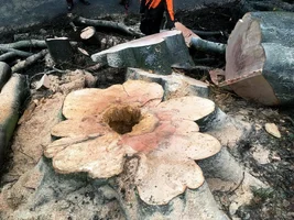 beech cross section.webp