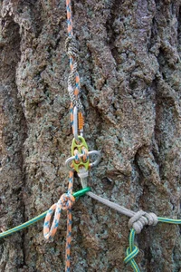 GiGi basal anchor.webp