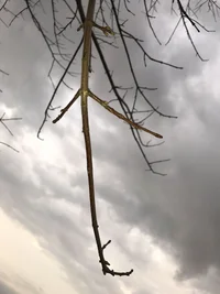 2017-04-10 19.35.59.webp