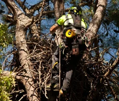 PAX River Nest reduced_Bryan Watts.webp