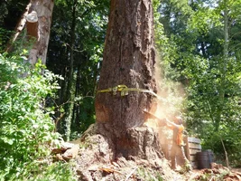 P1000239 (1024x768).webp