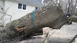 bigass oak on true blue.webp