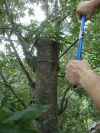 stub painted small.webp