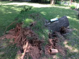 lifted root plate.webp