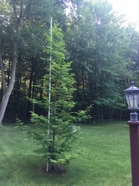 170702 - Dawn Redwood -IMG_0145.webp