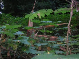 DSCN1400 (Medium).webp