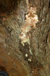 beetle closeup2.webp