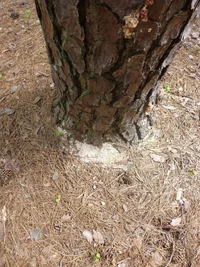 beetle saw dust.webp