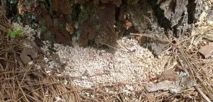 beetle saw dust closeUP.webp