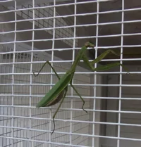 praying-mantis-1.webp