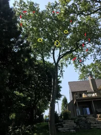 maple tb 170904 p.webp