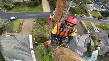 Zombie3 tree selfie.webp