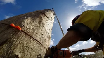 Zombie3 tree upshot.webp