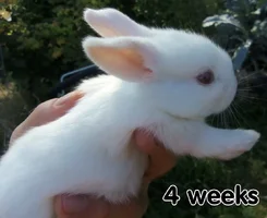 bunny-4wks.webp