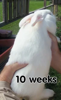 bunny-10wks.webp