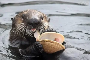 Otter-Happily-Devours-a-Clam.webp